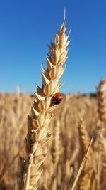 Close-up of stalks in field against clear sky