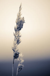 Close-up of plant against clear sky