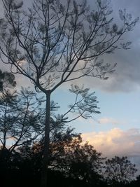 Low angle view of silhouette bare tree against sky