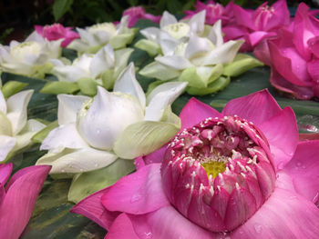 Close-up of pink flowering plant