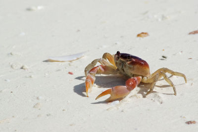 Close-up of crab on beach