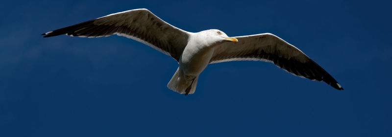 Low angle view of seagull flying