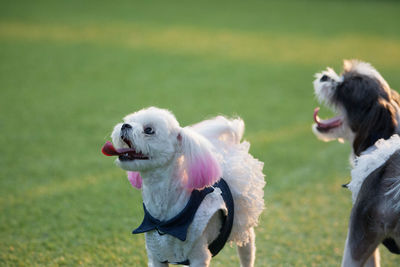 Dog running in a field
