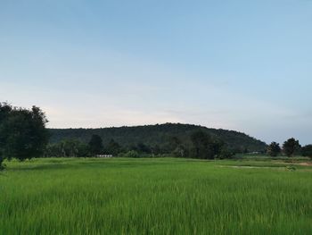 Scenic view of agricultural field against sky