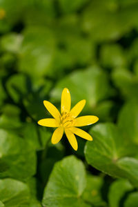 Close-up of yellow flowering plant leaves