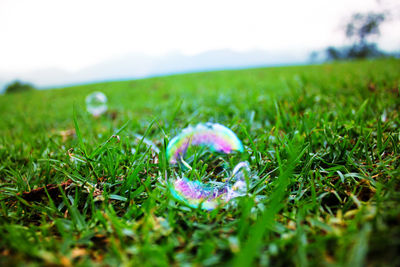 Close-up of fresh green grass in field