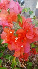 Close-up of red flowers blooming outdoors