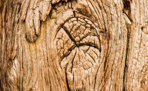 Close-up of elephant