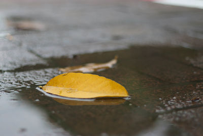 Close-up of yellow fallen leaf in water