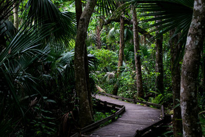 Walkway amidst trees in forest