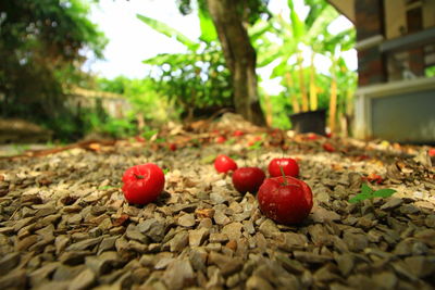 Close-up of cherries on ground