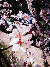 Close-up of white flowers blooming on tree