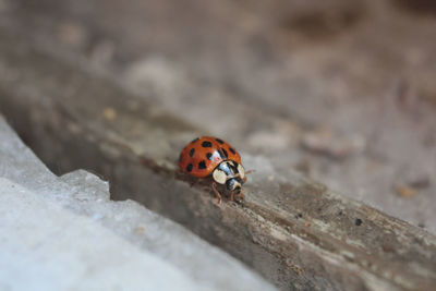 Close-up of ladybug on leaf