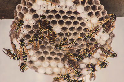 Close-up of bee on floor