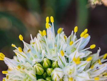 Close-up of yellow flowering plant