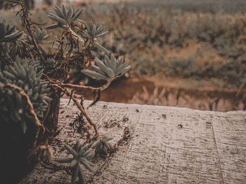Close-up of wilted plant on field