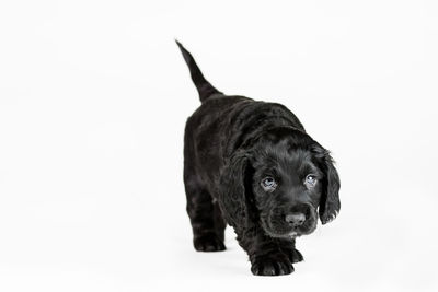 Black dog looking away against white background