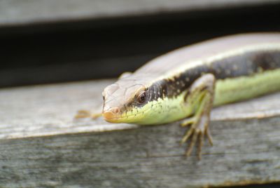 Close-up of lizard on wood