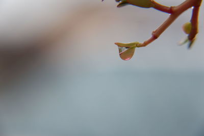 Close-up of flowering plant against sky