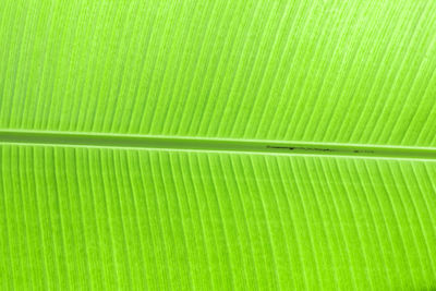 Full frame shot of green leaf