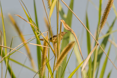 Close-up of insect on plant