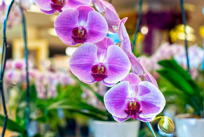 Close-up of purple orchids