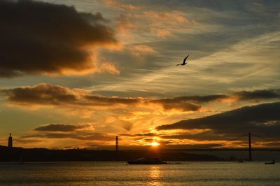 Silhouette bird flying over orange sky