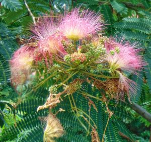 Close-up of thistle flowers