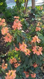 Close-up of orange flowering plants