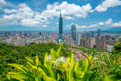 Plants growing in city against cloudy sky