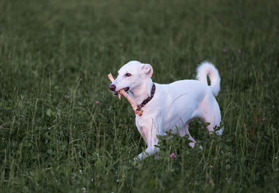 Dog running on grassy field