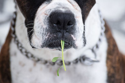 Close-up of dog outdoors