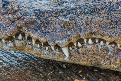 Close-up of crocodile