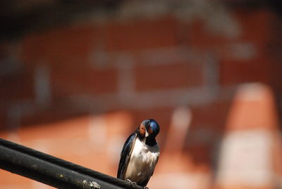 Shy swallow 