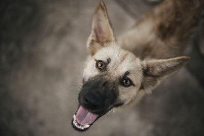 Close-up of dog looking away