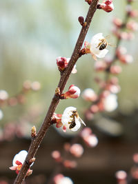 Close-up of cherry blossoms in spring