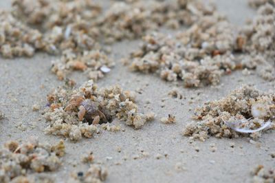 Close-up of crab on sand