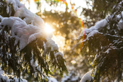 Close-up of snow on tree