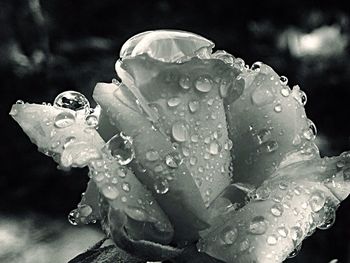 Close-up of water drops on rose