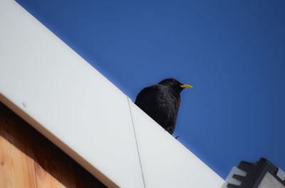 Low angle view of birds in flight