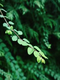 Close-up of plant growing outdoors