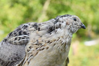 Close-up of bird