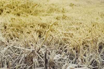 Full frame shot of agricultural field