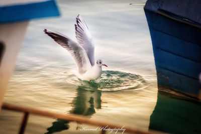 Seagull flying over sea