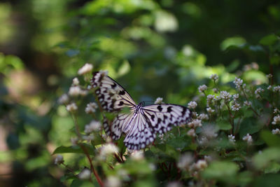 Close-up of butterfly on purple flower