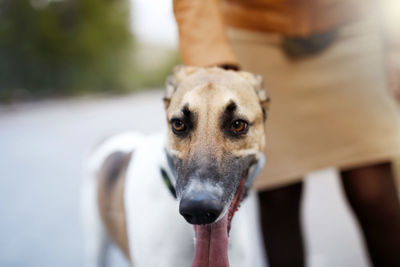 Close-up portrait of dog