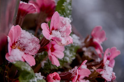 Close-up of pink flowering plant