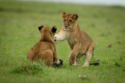 View of two cats on grass