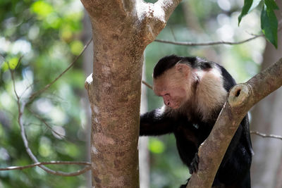 View of monkey on tree trunk