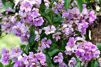 Close-up of purple flowering plants in park